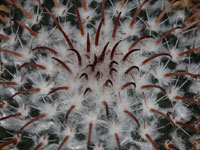 Mammillaria uncinata